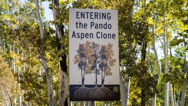 Uma placa mostra a entrada para Pando