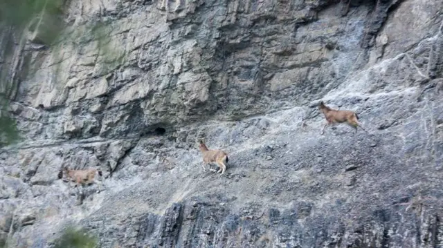 Cabras escalando rocha 