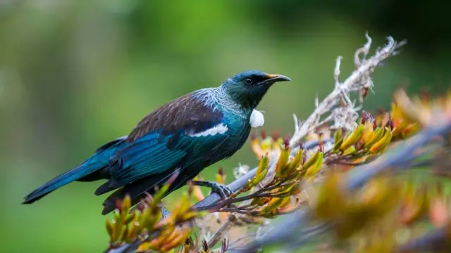 圖伊鳥（Tui ）