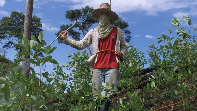 Fazendeiro não identificado pulveriza pesticida em sua plantação de coca em 31 de agosto de 2002 em La Hormiga, Colômbia
