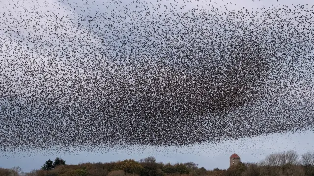 Revoada de estorninhos no céu