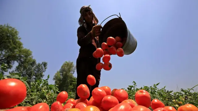 Homem depositando no chão tomates colhidos