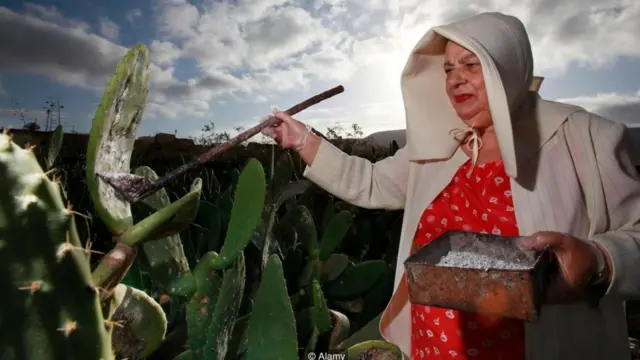 Fazendeira coleta insetos cochonilha de um cacto