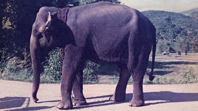 Manike, the youngest female elephant