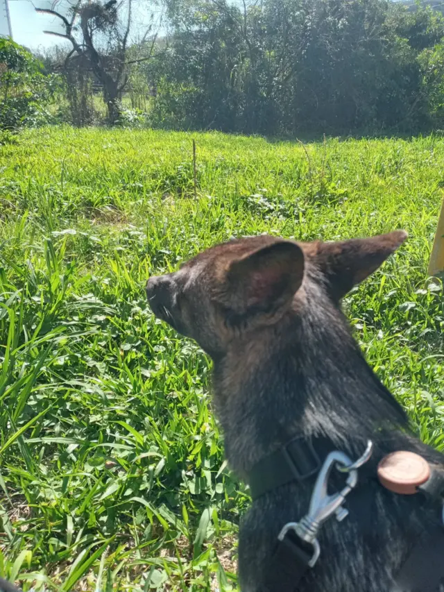 Híbrido de graxaim-do-campo e cachorro