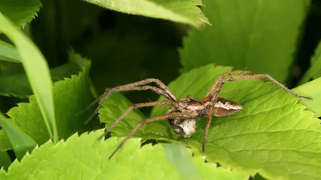 Aranhas de teia de berçário com presa envolta em seda para presentear potential parceira 