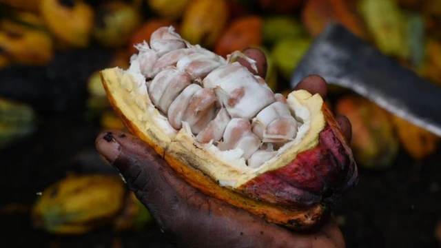 Um fruto de cacau aberto mostrando seus grãos