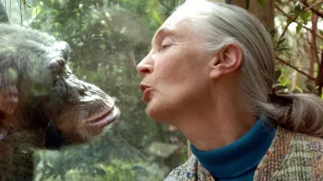 Jane Goodall, a maior autoridade mundial em chimpanzés, se comunica com a chimpanzé Nana, no Zoológico de Magdeburg, na Alemanha