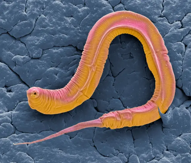 O Caenorhabditis elegans