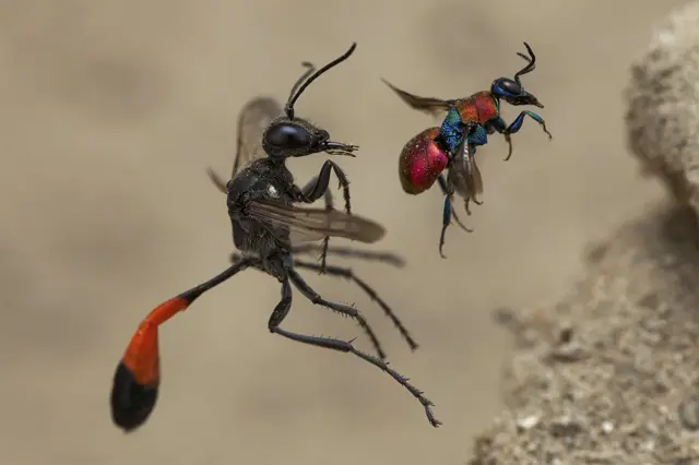 A tale of two wasps by Frank Deschandol, France