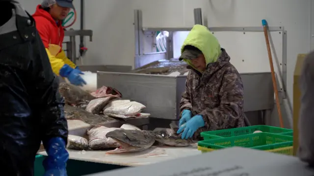 A foto mostra uma pessoa limpando peixe, usando casaco com capuz e luvas de borracha. 