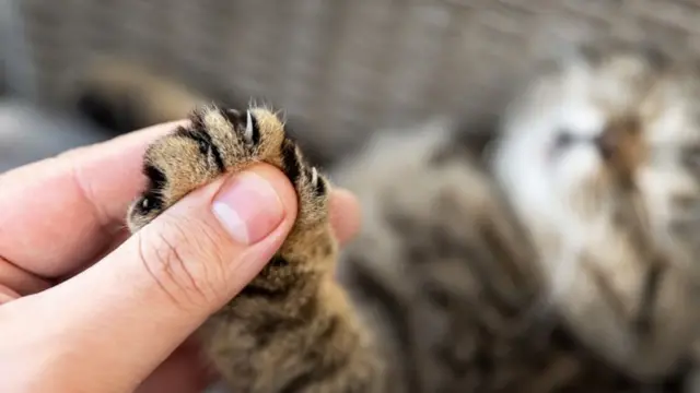 Mulher segura pata de gato