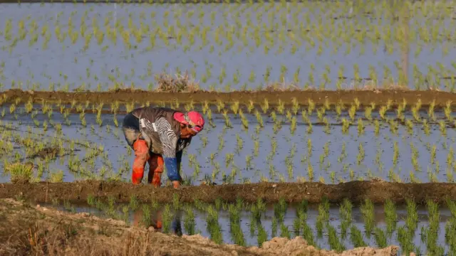 Plantações de arroz na Coreia do Sul