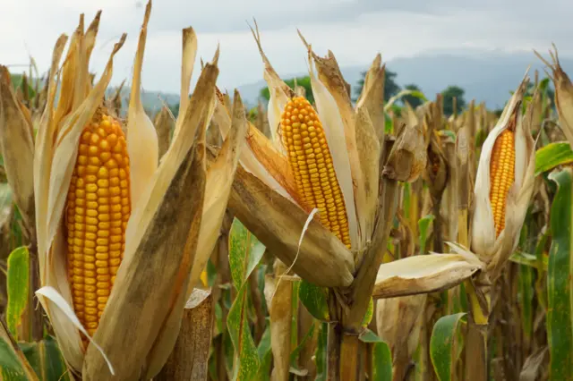 Espigas de milho em plantação