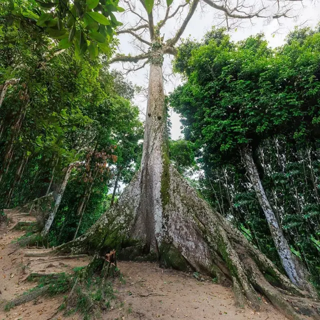 Foto de uma enorme sumaúma, uma árvore gigantesca, com outras menores ao redor.