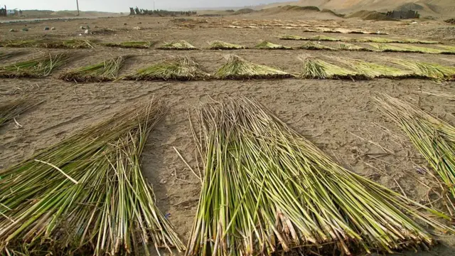 Canas no chão secando