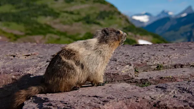 Uma marmota tomando banho de sol