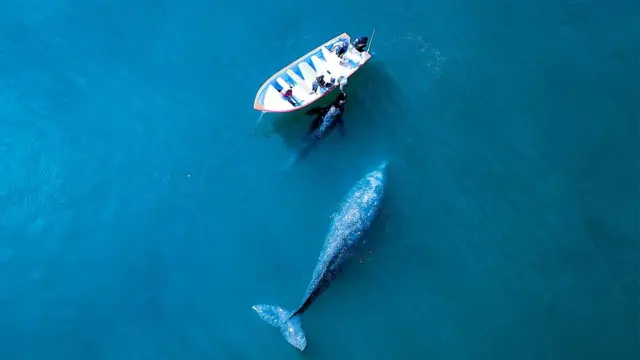 Baleia e barco vistos de cima