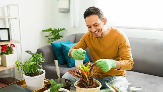 Homem tratando plantas na sala