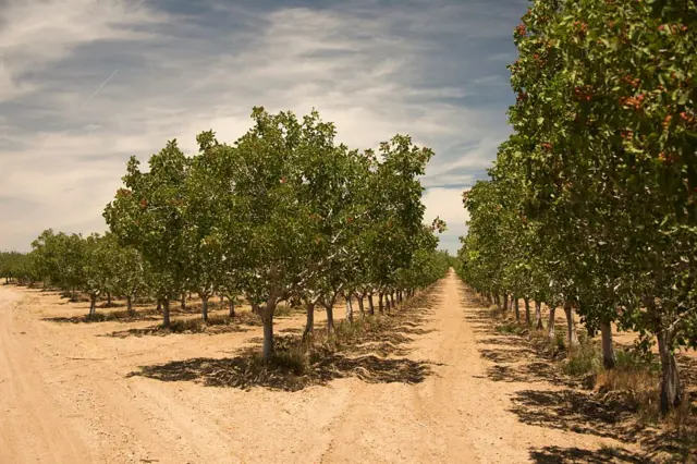 Plantação de árvores enfileiradas 