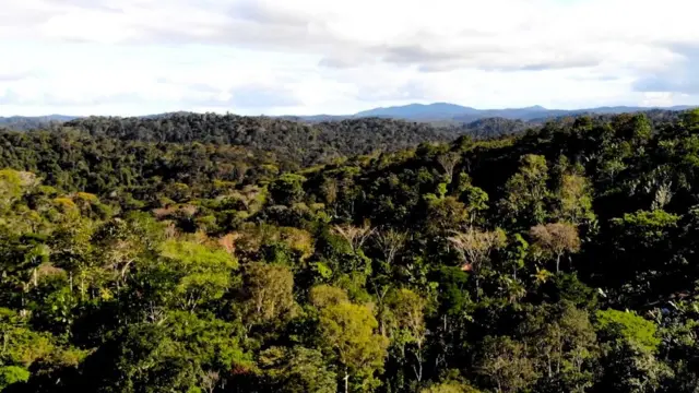 Vista aérea de floresta