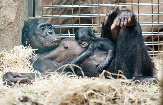 Bebê bonobo dorme sobre sua mãe, "Kutu", no zoológico de Frankfurt , na Alemanha