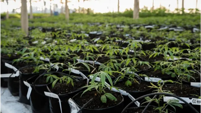 Cultivo de maconha