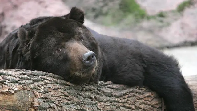 Um urso negro descansando em uma árvore