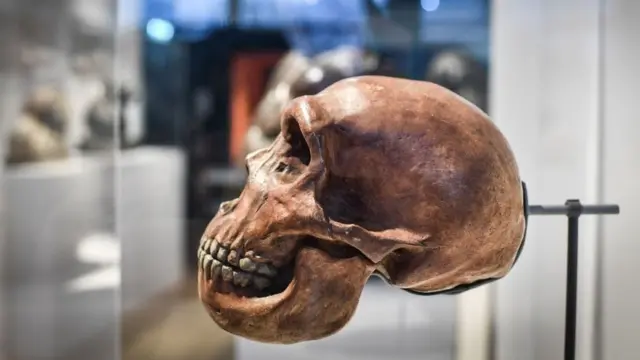 Crânio de neandertal