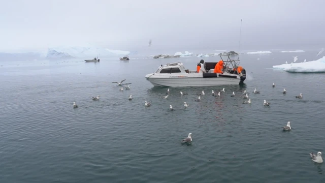 海鷗和漁船