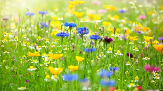 Campo de flores silvestres