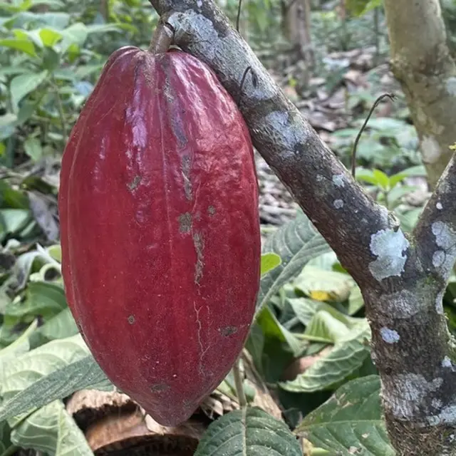 Cacau em agrofloresta