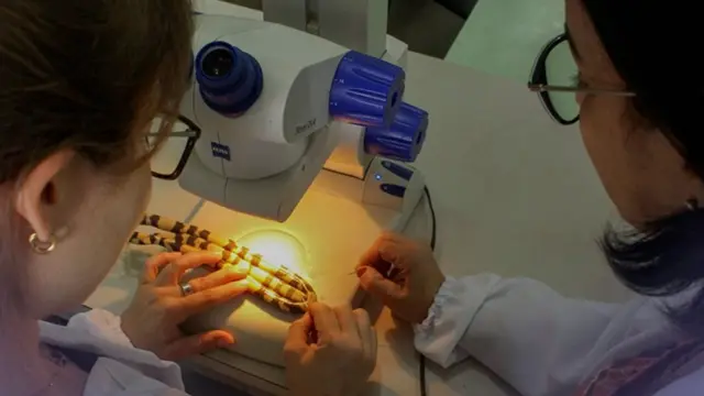 Pesquisadoras do Museu Goeldi em laboratório