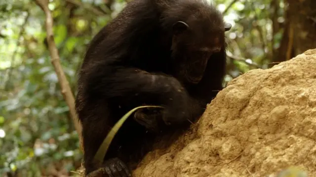 Um chimpanzé usando um pedaço de pau para extrair cupins