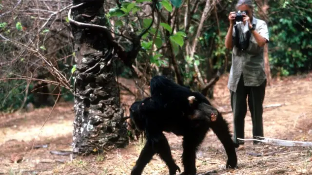 Jane Goodall com um de seus sujeitos de pesquisa no Parque Nacional de Gombe, no norte da Tanzânia