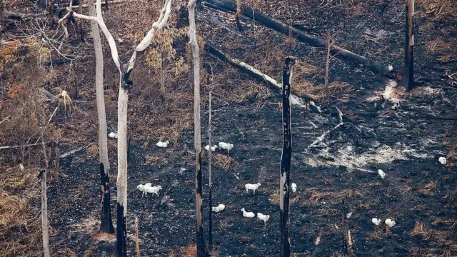 Área de fazenda queimada