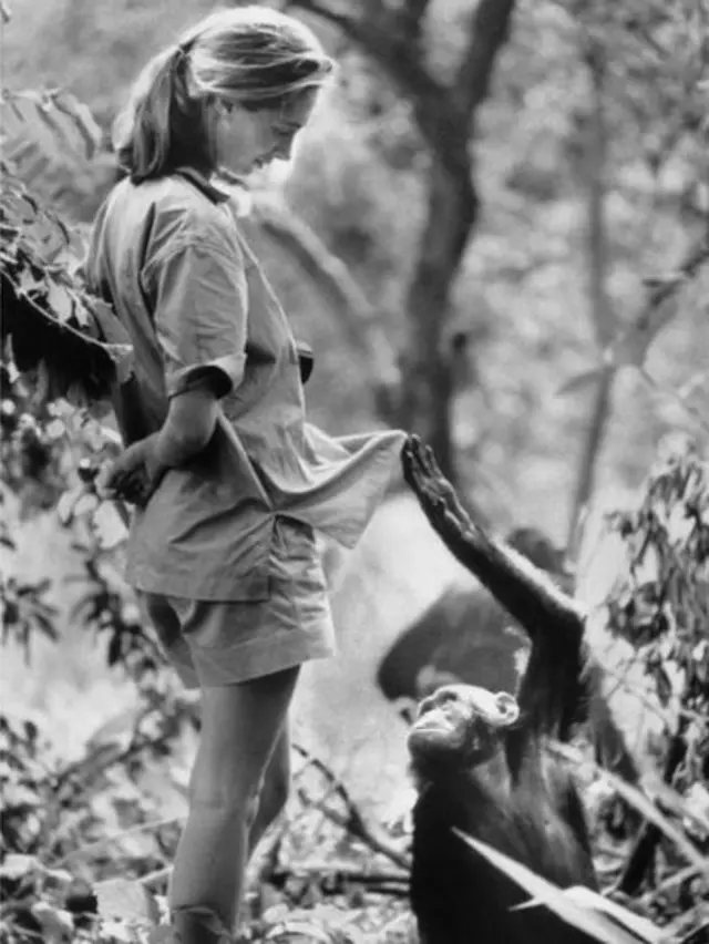 Um chimpanzé interagindo com Jane Goodall