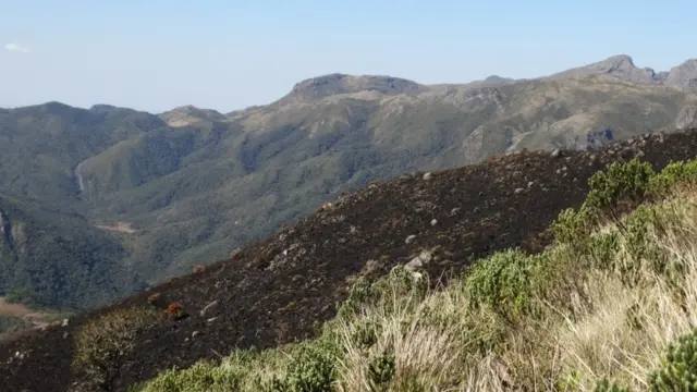 Trecho de mata calcinado