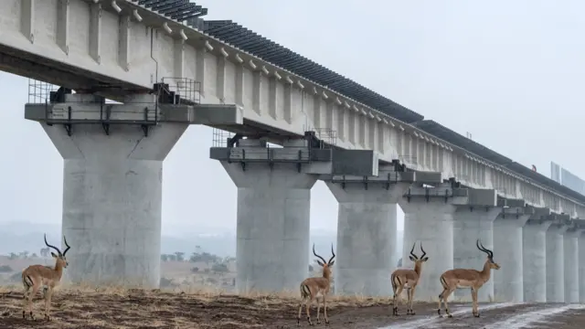 肯尼亞內羅畢國家公園，黑斑羚在高架鐵路線下漫步