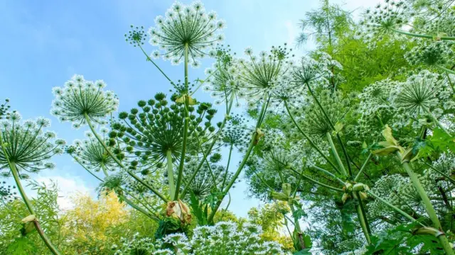 Heracleum mantegazzianum