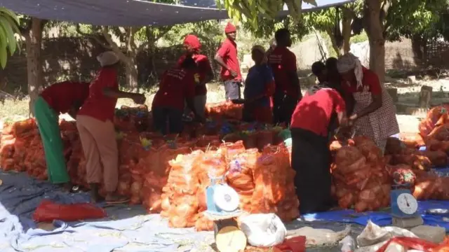 À Notto Gouye Diama, les employés s'activent à emballer les légumes dans des sacs de 17 kg.