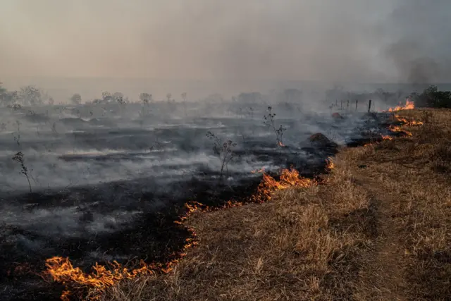 Incêndio queima vegetação do Cerrado brasileiro