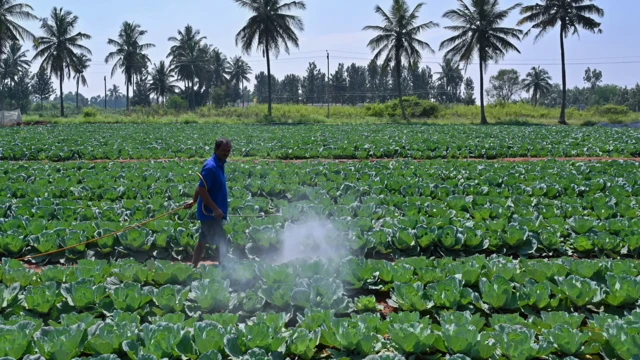 Homem pulveriza pesticida em lavoura