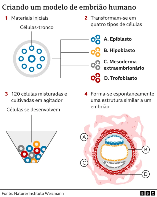 Gráfico ilustrando a criação de um modelo de embrião humano em laboratório