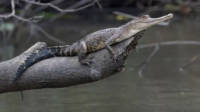 Crocodilo-de-focinho-delgado em cima de galho de árvore