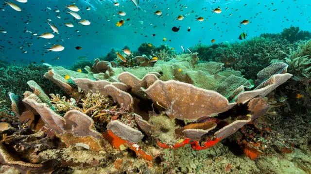 Peixes, crustáceos e algas próximos a corais