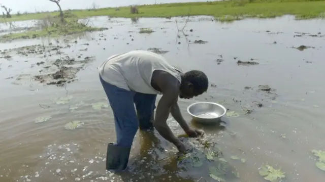 Um homem de botas Wellington inclina-se para colher lírio-d'água numa inundação perto de Bentiu
