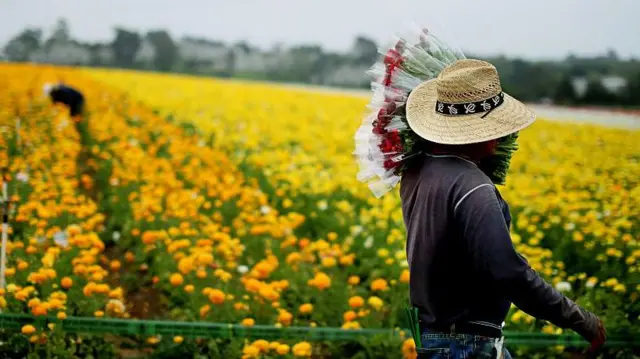 Um trabalhador agrícola hispânico, usando chapéu de palha, camiseta de manga longa cinza escuro e jeans, segura um buquê de flores recém-colhidas em meio a um campo vibrante de flores Ranunculus em Carlsbad, Califórnia