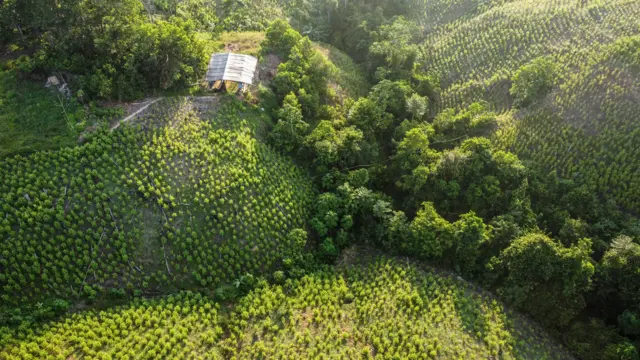 Cultivos de coca