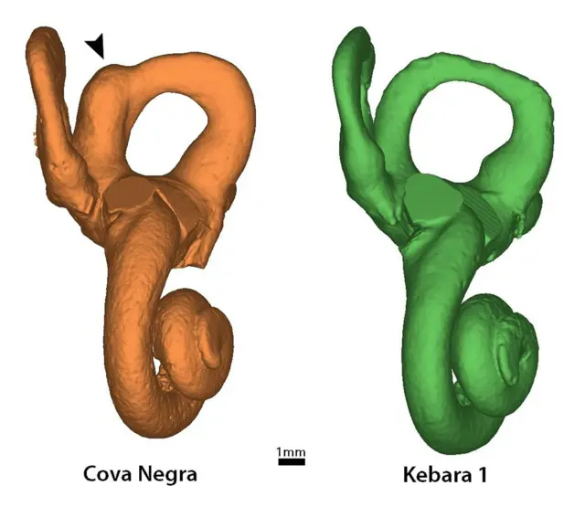 Reconstrução em 3D do ouvido interno de Cova Negra, comparado com um Neandertal do sítio de Kebara (Israel); em destaque a patologia mais visível do primeiro 